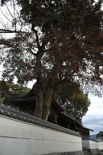 オールドカメラ