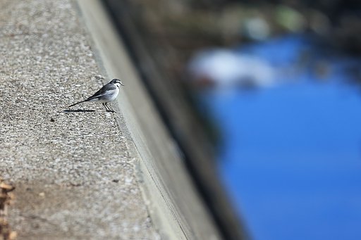 【初】撮り（鳥）