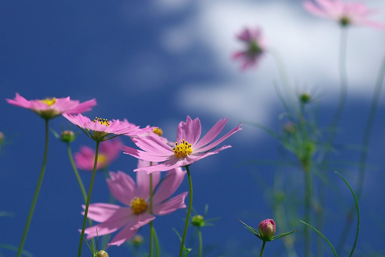秋桜