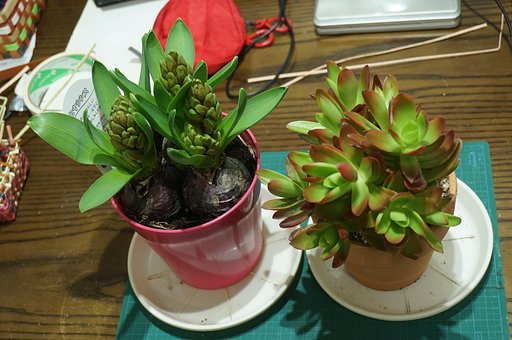 球根植物？