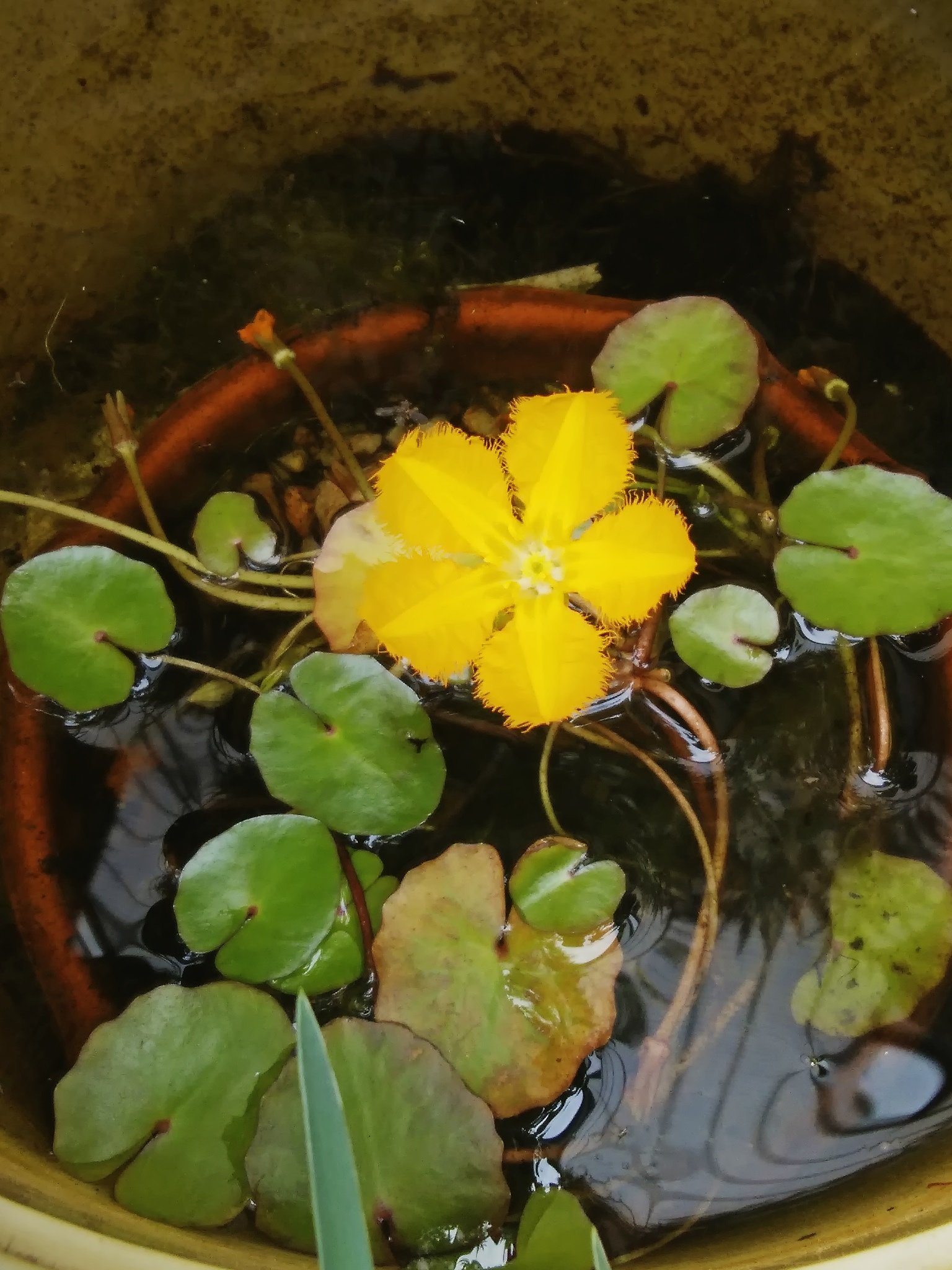 「アサザ」メダカの水草
