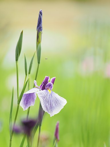 花菖蒲
