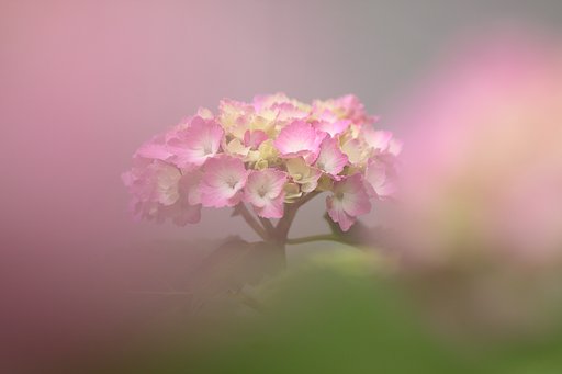 【散歩】紫陽花
