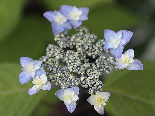 【散歩】で見た花上からポチ
