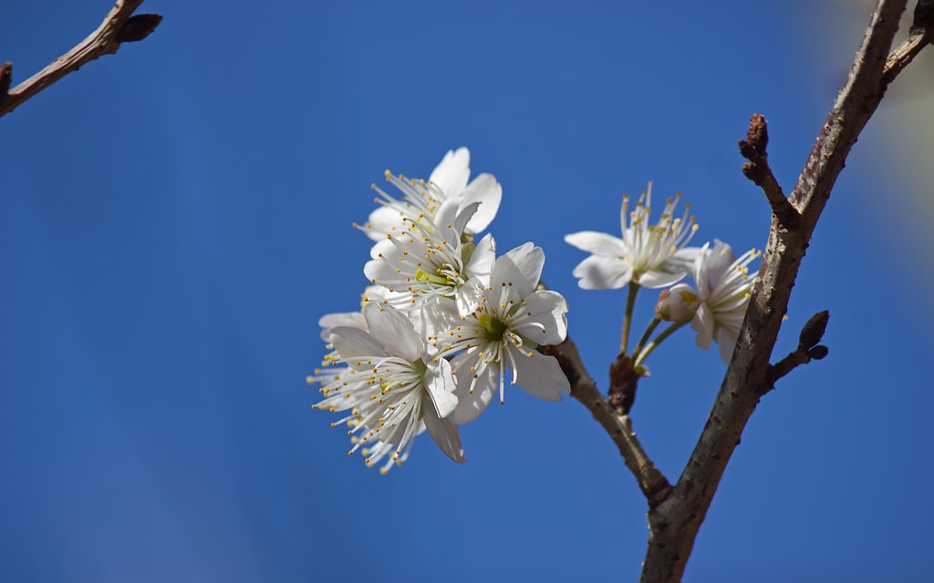【桜花】初桜