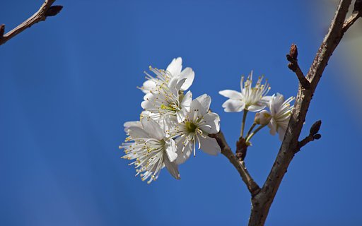 【桜花】初桜