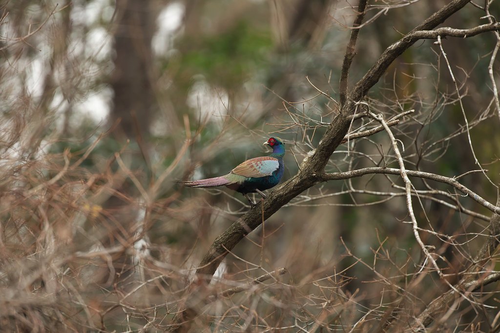 キジ♂