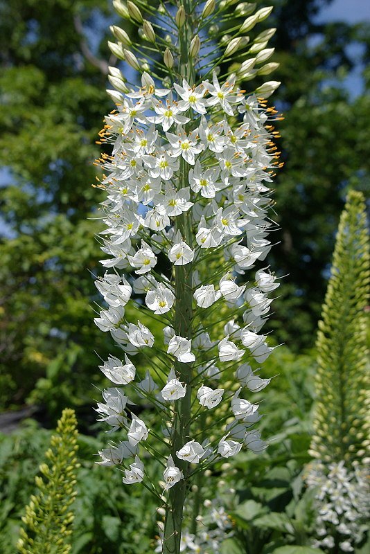 ゴージャスな花