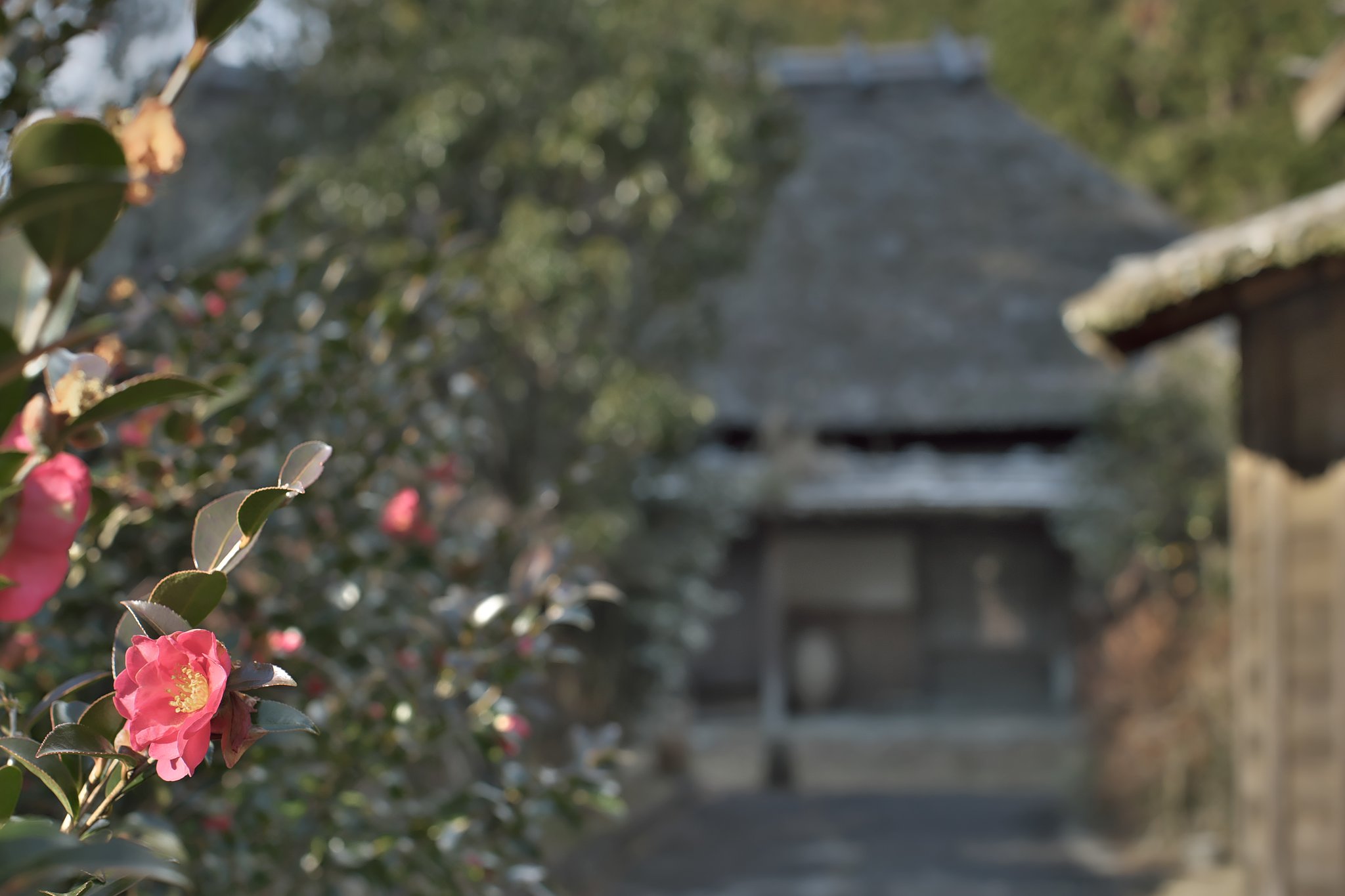 EF50mm F1.2 L