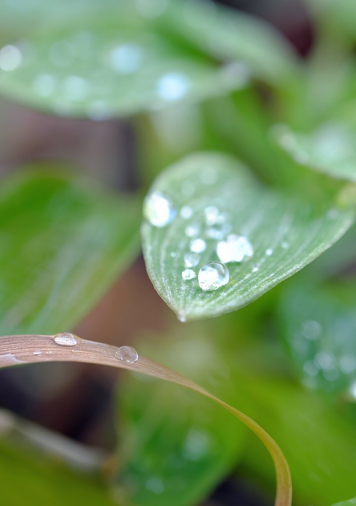 雫
