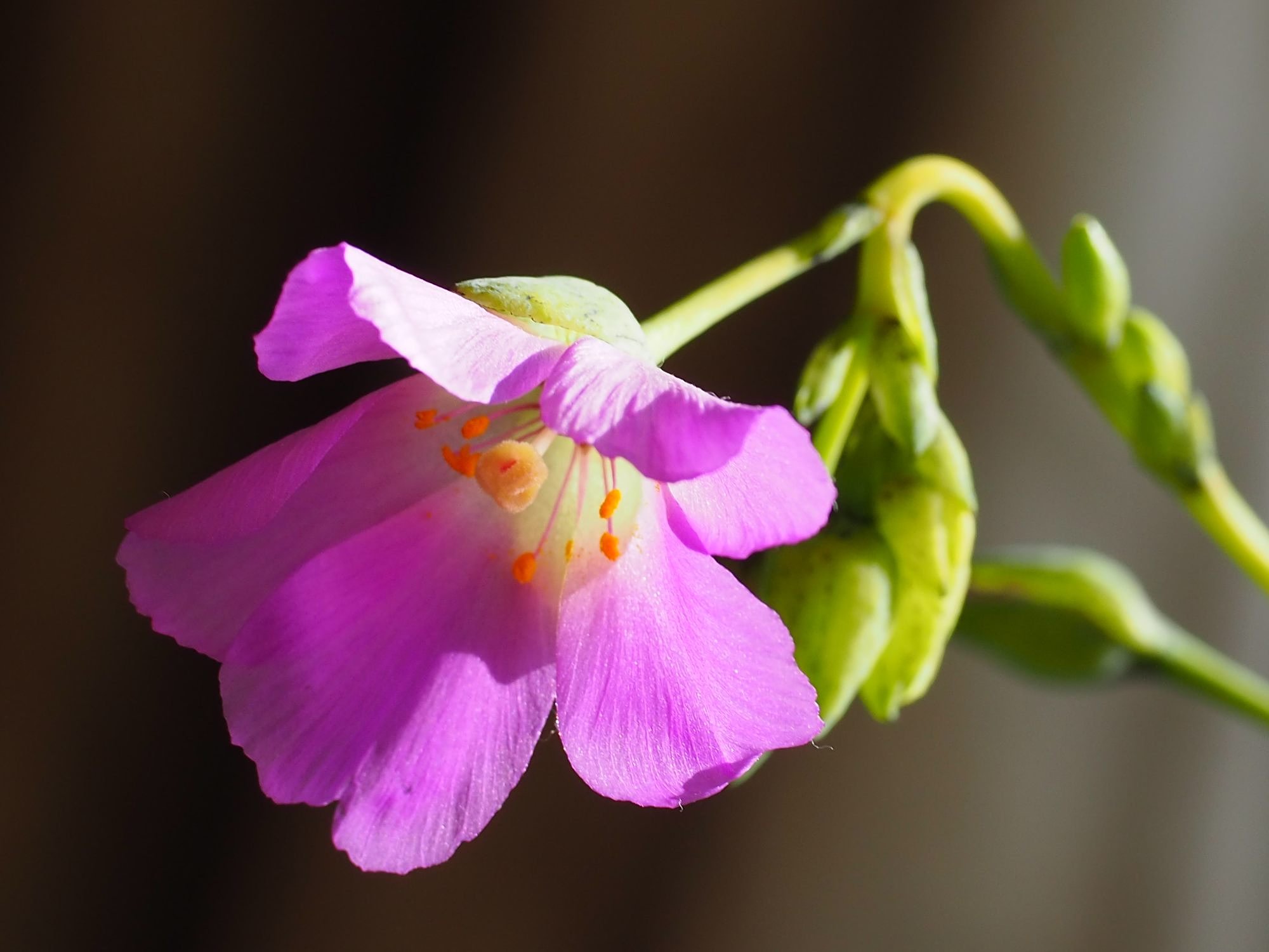 室内の花