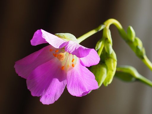 室内の花