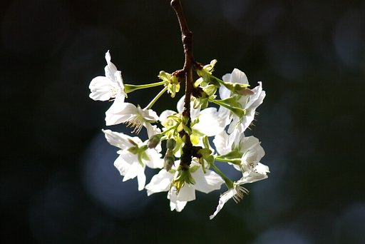 FA80mm-320ｍｍ f4.5-5.6サンプル１