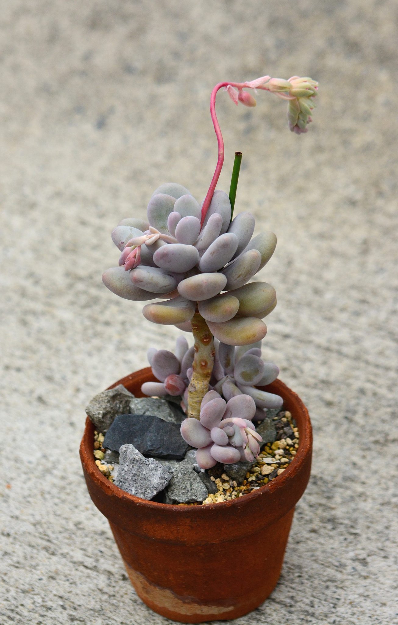 多肉植物