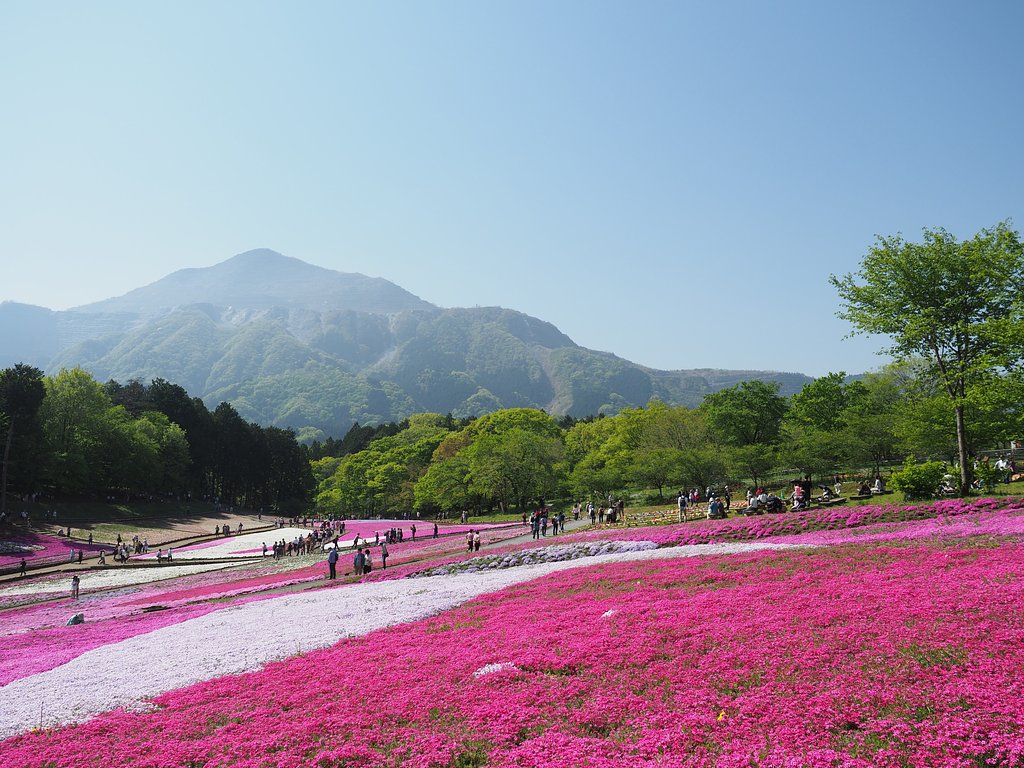 芝桜と武甲山