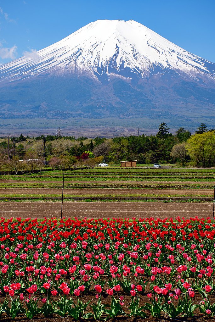 富士山とチューリップ