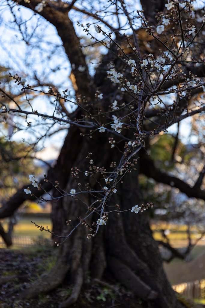 EF24-70mm f/4L IS USM
