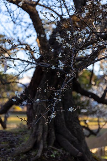 EF24-70mm f/4L IS USM