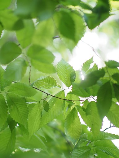 let it green
