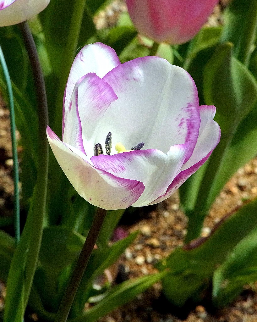 花片に模様のチューリップ