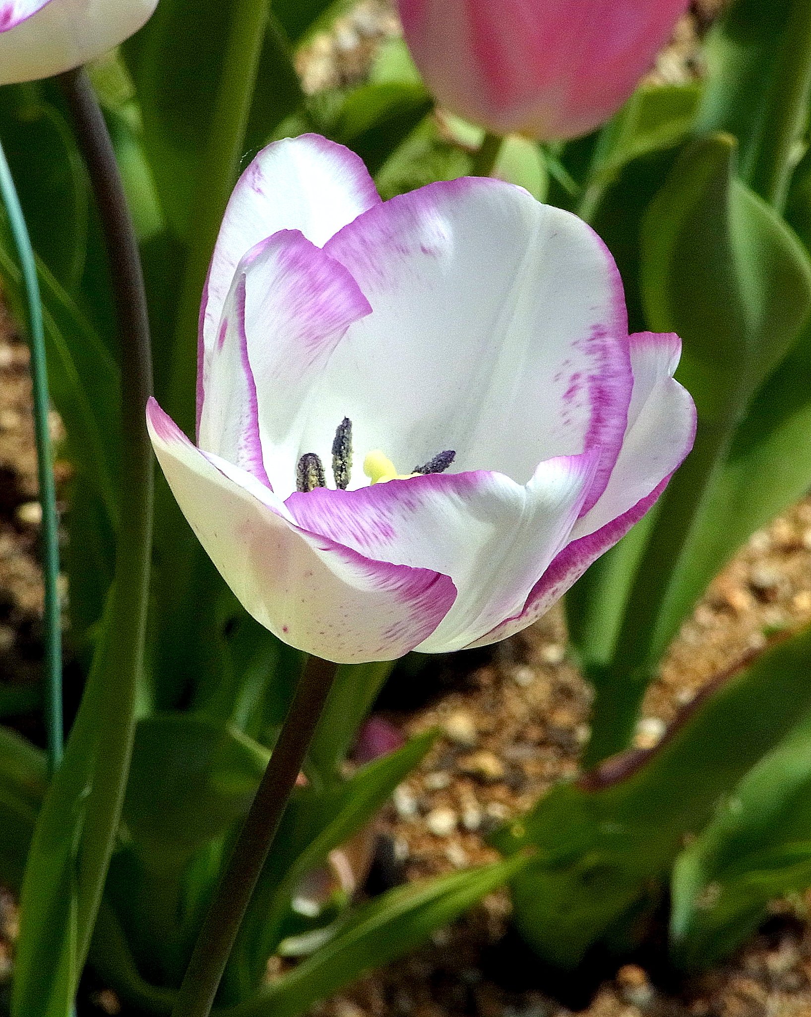 花片に模様のチューリップ