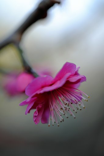 紅梅