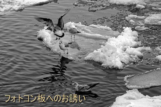 二月のフォトコン板へのお誘い