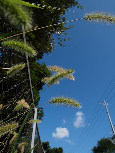 エノコログサと青空