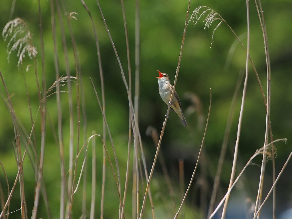 草原の叫び
