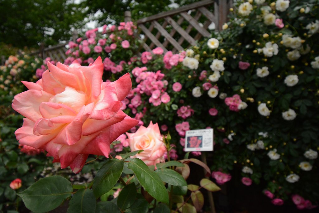 薔薇