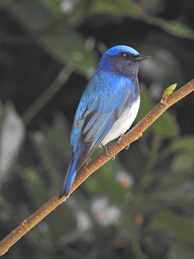 野鳥 2