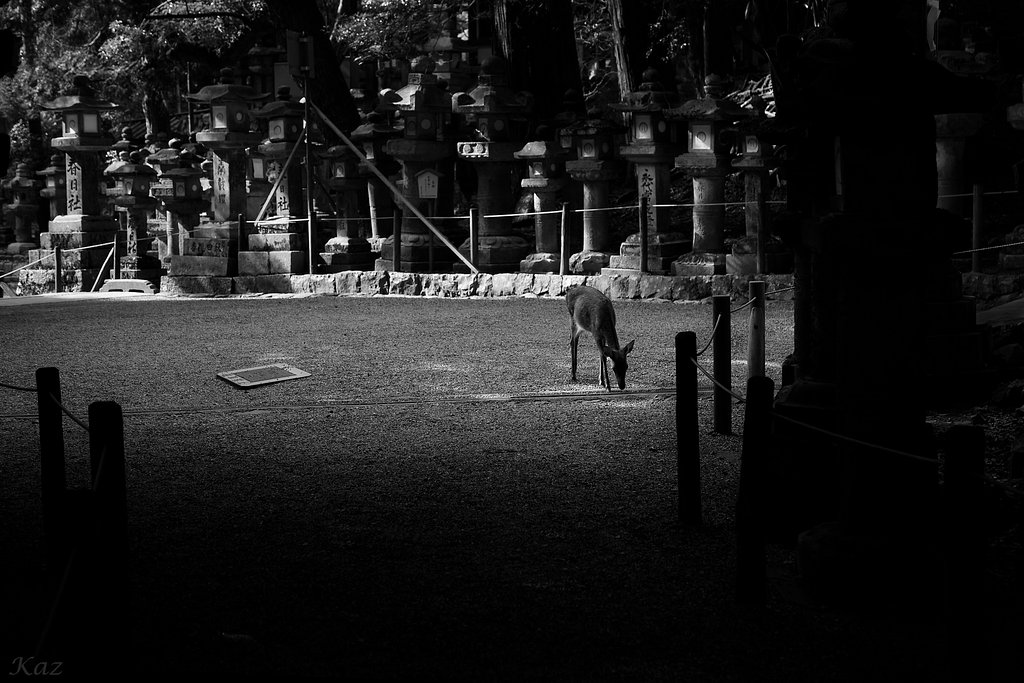 【白黒写真】孤鹿