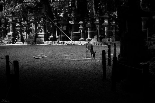 【白黒写真】孤鹿