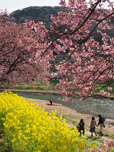 みなみの桜