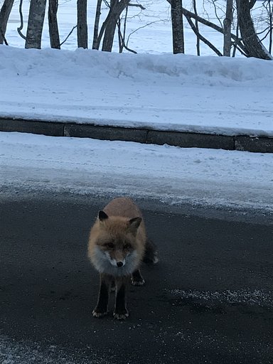 子ギツネ