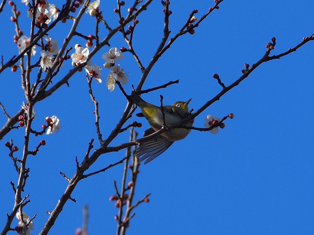 白花大好き(2)