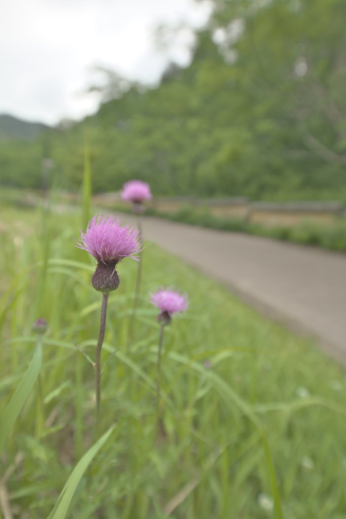 土塀の続く里