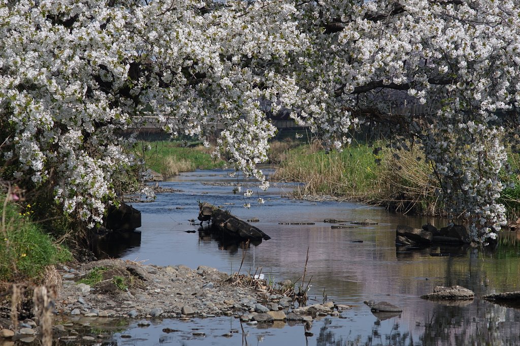野川の桜