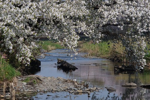 野川の桜
