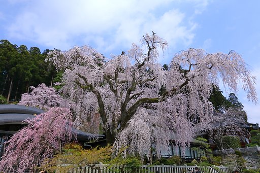 身延山久遠寺
