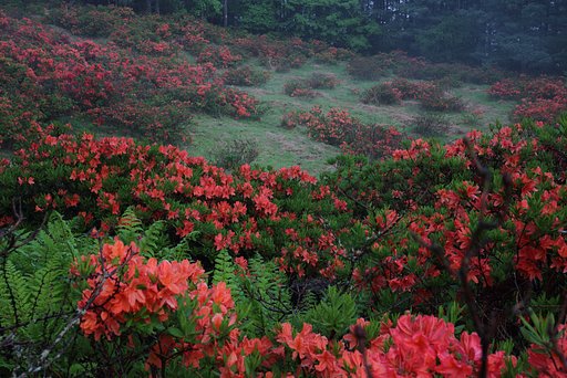 花園