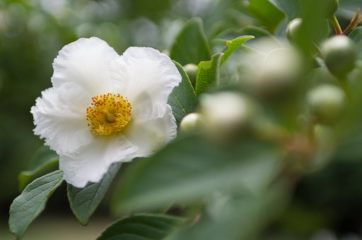 SIGMA 30mm F1.4 DC HSM