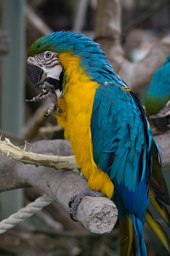 ルリコンゴウインコ