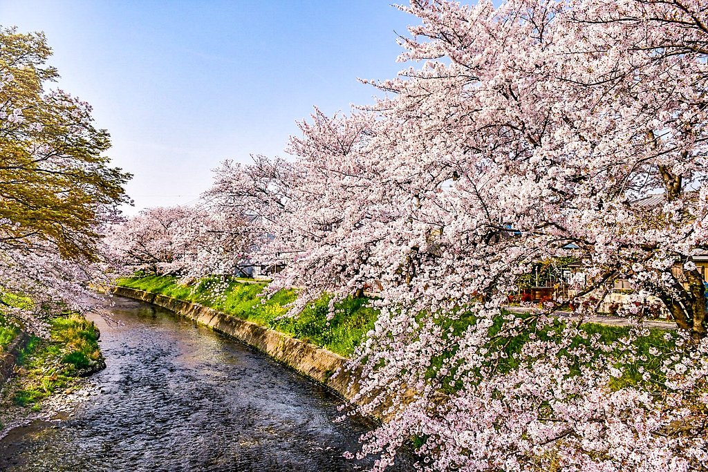 【桜花】お散歩紀行 岩倉五条川