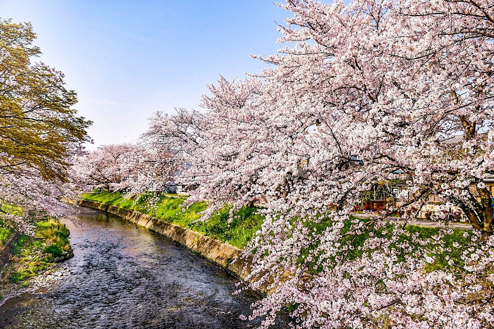 【桜花】お散歩紀行 岩倉五条川