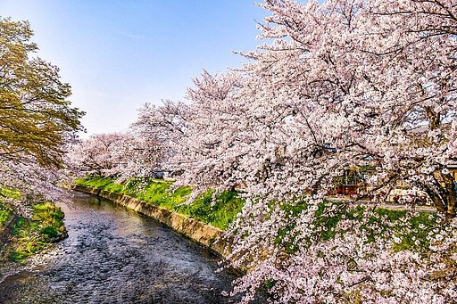 【桜花】お散歩紀行 岩倉五条川