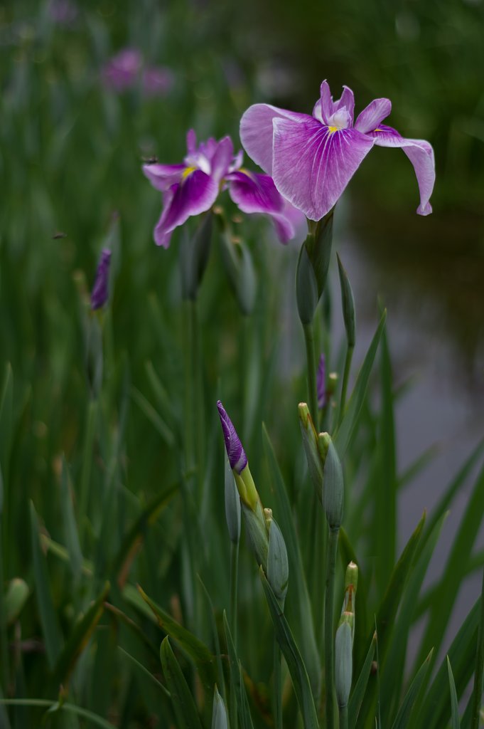 PENTAX-DA 50mmF1.8