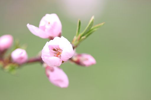 桃、開花‼