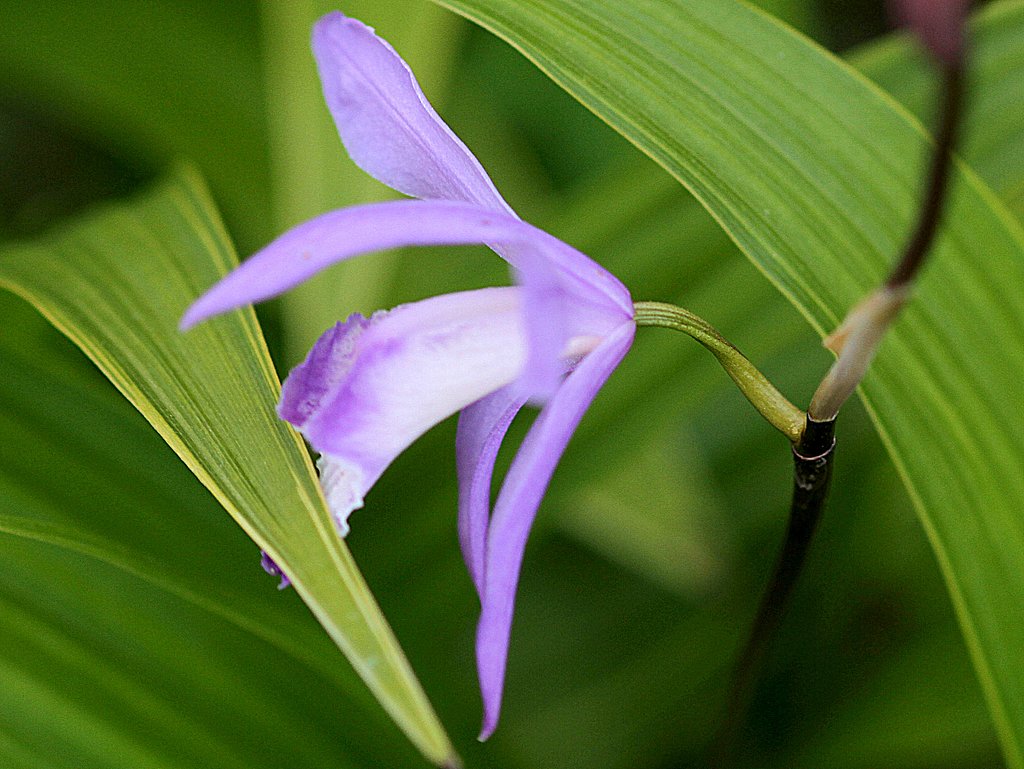 紫のシラン