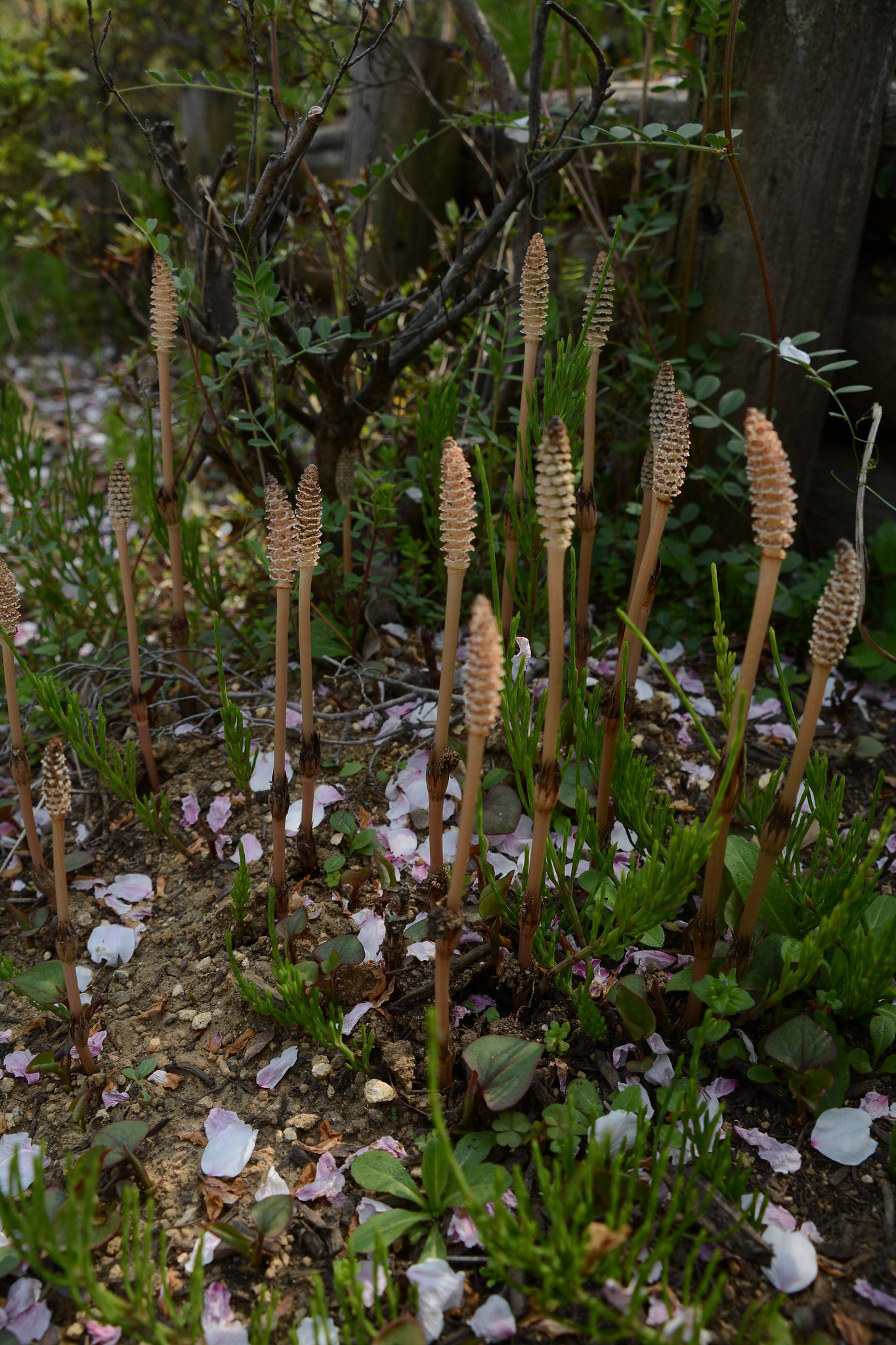土筆